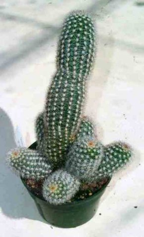 Pygmaeocereus_bylesianus